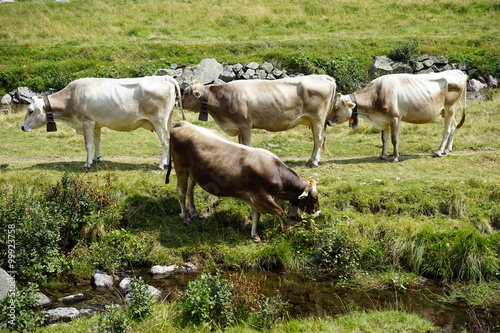 Fototapeta Naklejka Na Ścianę i Meble -  Group of cows