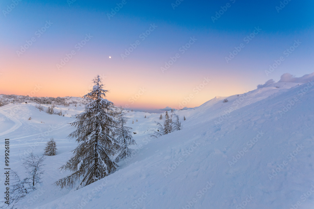 Fir alone in winter landscape