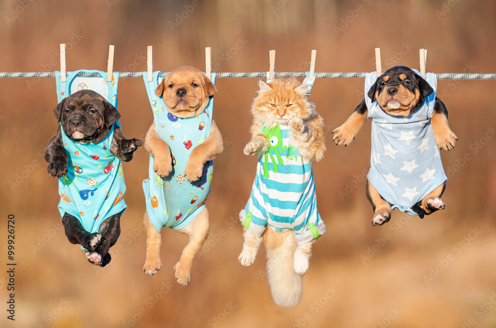 Naklejka premium Funny group of american staffordshire terrier puppies with little red cat hanging on a clothesline