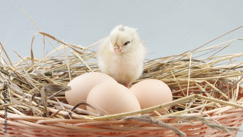 Newborn little chicken sits in nest near three eggs
