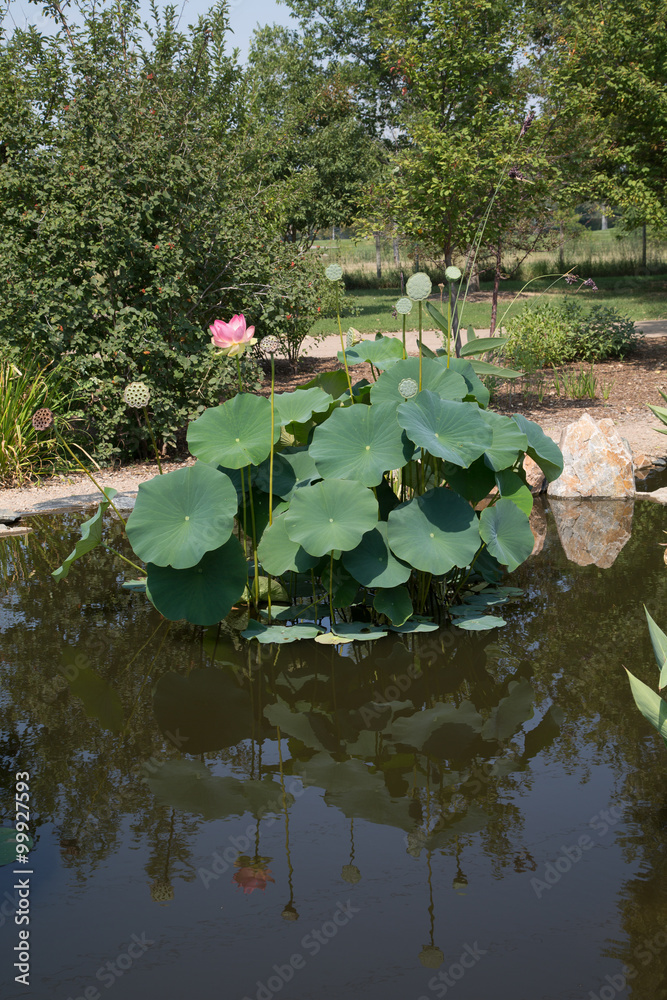 Fototapeta premium Huge Lily Plant in Pond
