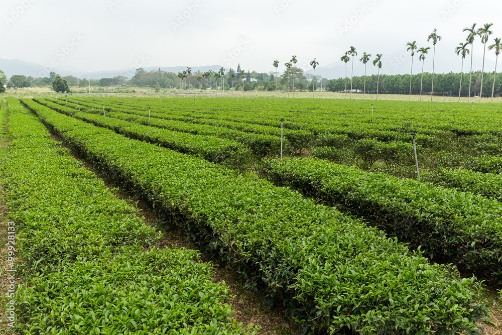 Green tea plantation in TaiWan