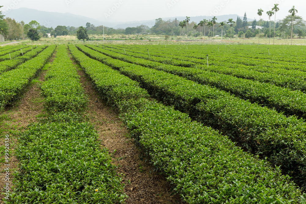 Tea plantation in TaiWan