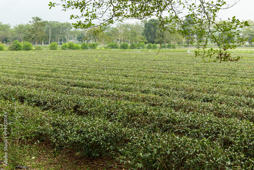 Tea plantation farm