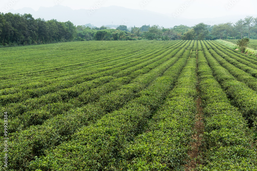 Tea plantation farmland