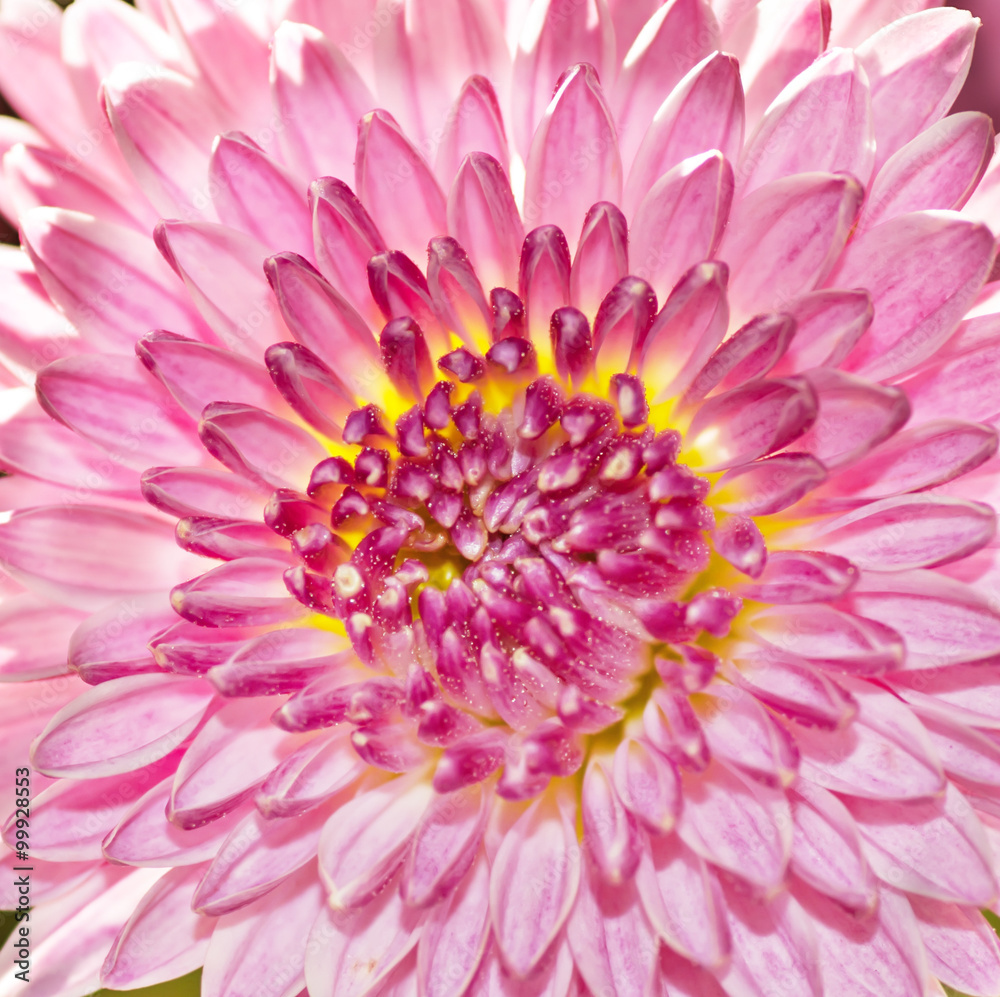 Obraz premium pink flower close up background