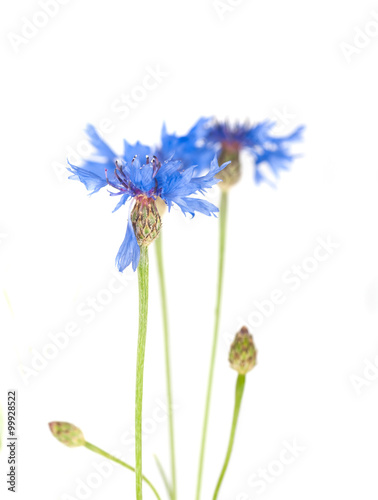 Cornflower. Bouquet of wild blue flowers. Isolated