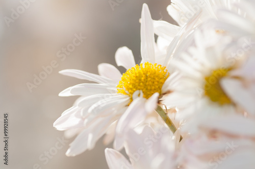 daisies close up background