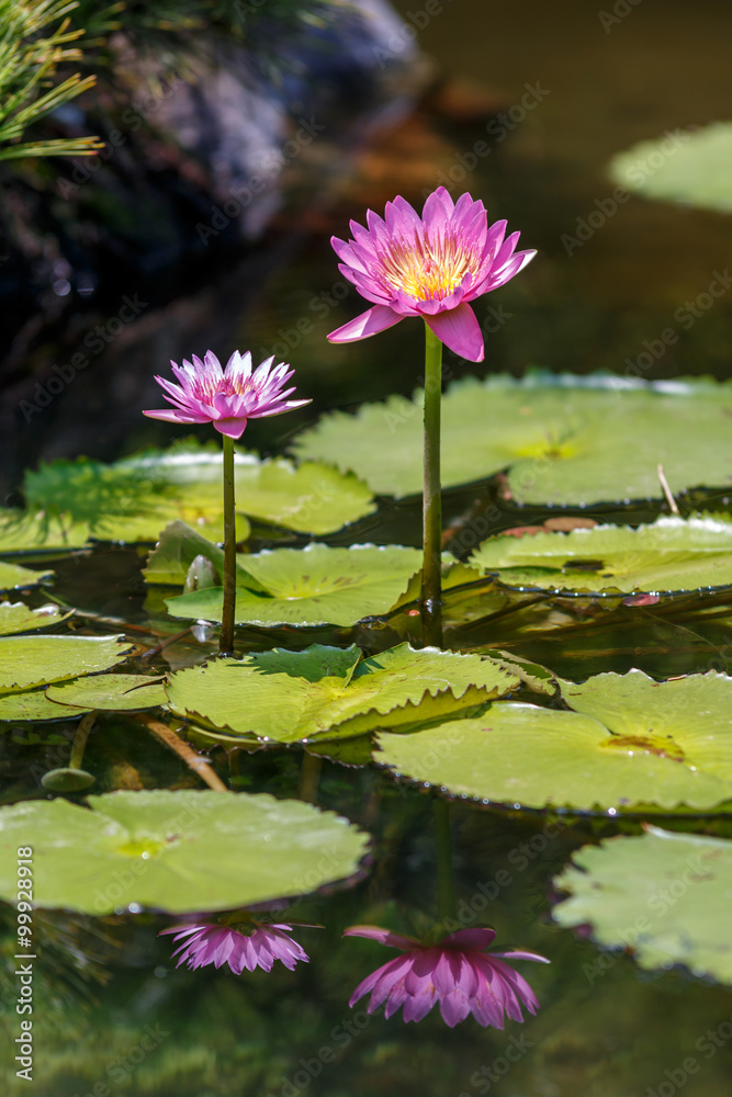 睡蓮の花 睡蓮の花