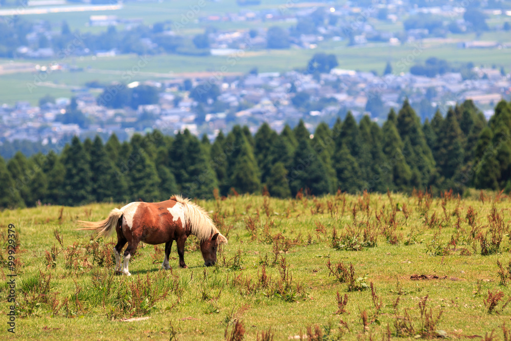 馬の放牧 馬の放牧