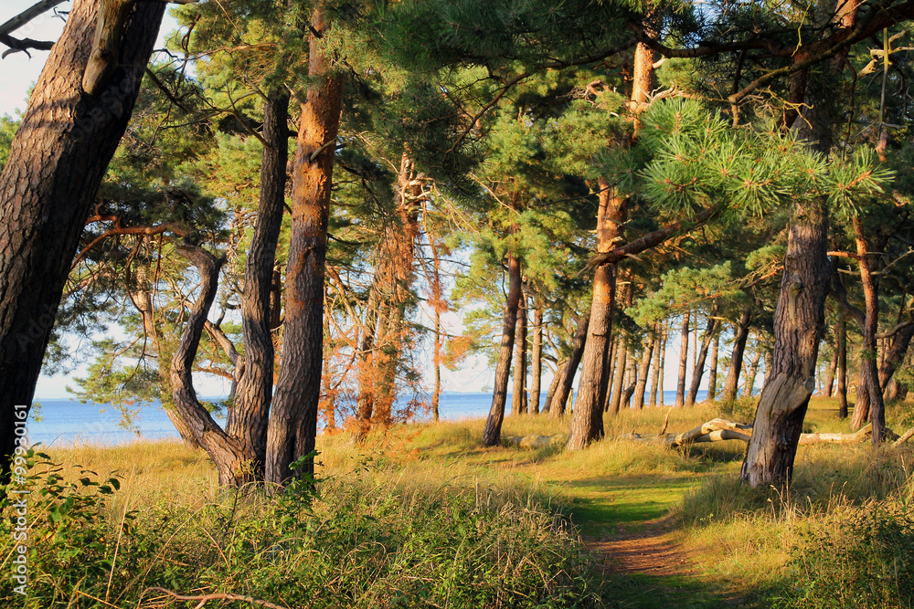 Fototapeta premium Naturschutzgebiet an der Ostseeküste