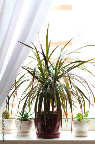 dracena or dracaena house plant on the window sill