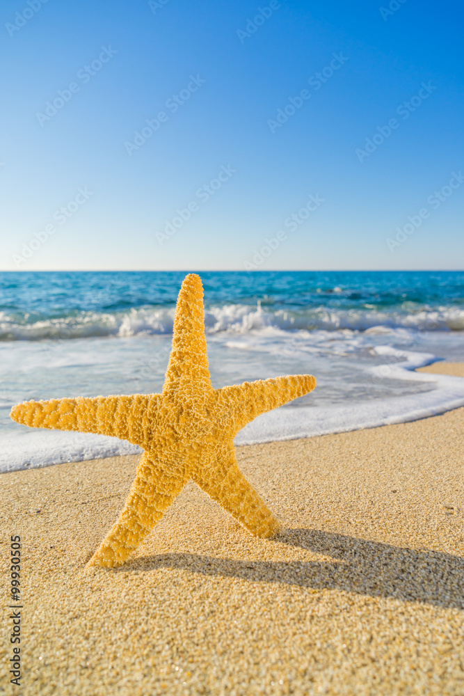 Starfish on the beach Starfish on the beach