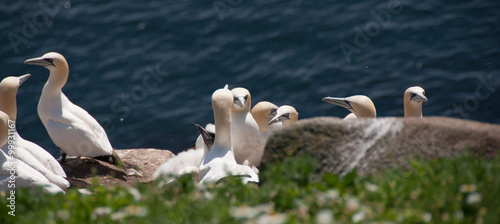 gannets looking to the sea