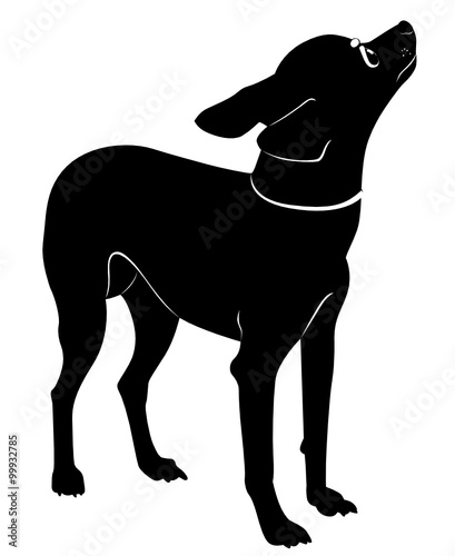 dog breed toy terrier