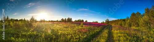 landscape panorama with the blossoming meadow, sunrise