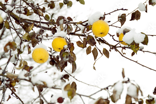 yellow apples on an apple-tree under snow photo