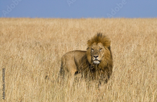 Big male lion in the savanna. National Park. Kenya. Tanzania. Maasai Mara. Serengeti. An excellent illustration.