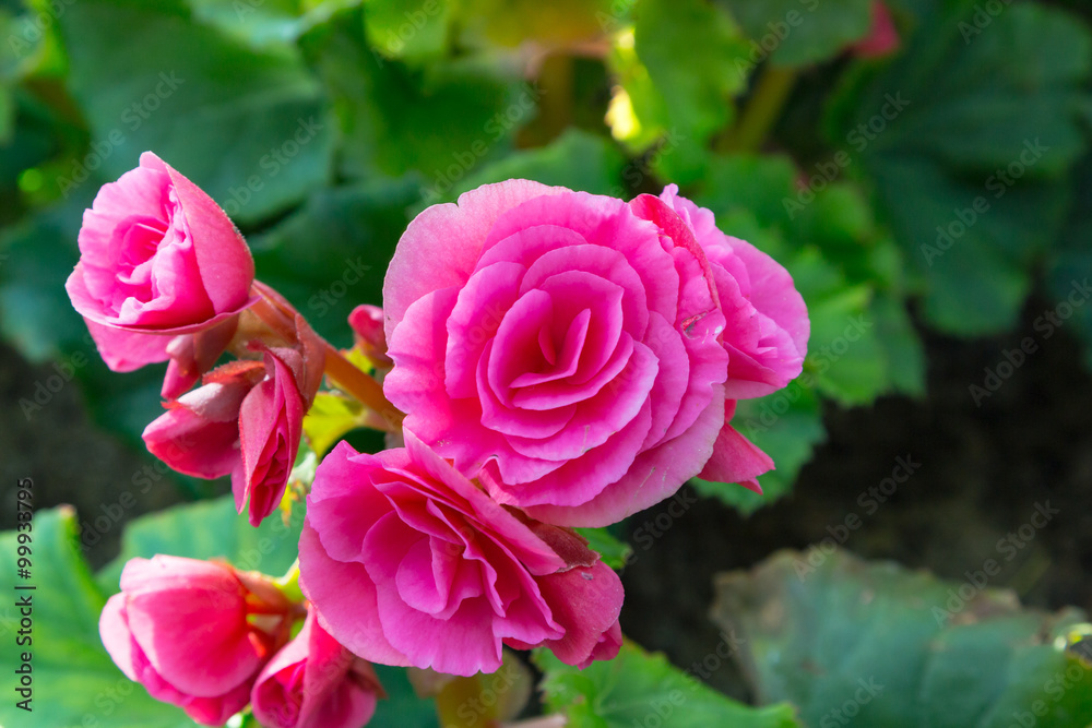 pink begonia flower blooming in the garden pink begonia flower blooming in the garden