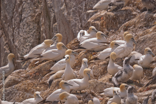 Gannets in saltee island, the larger breeding colony at the south of Wexford, in Ireland