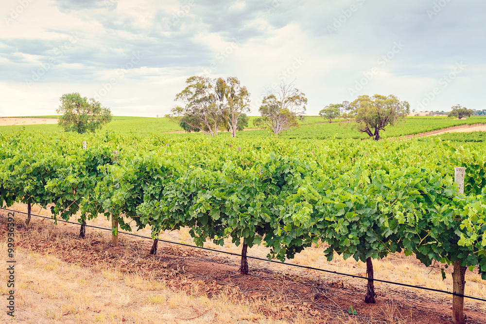 Barossa valley winery