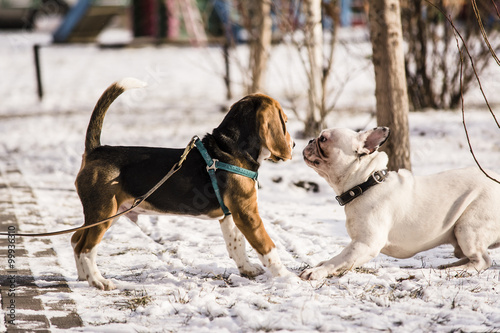 beagle puppy and French Bulldog playing in the snow in the winter