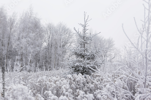 Pine (Christmas) tree in frozen meadow. Winter in Lithuania