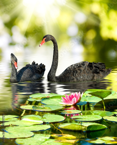 image of two black swans in the park close-up