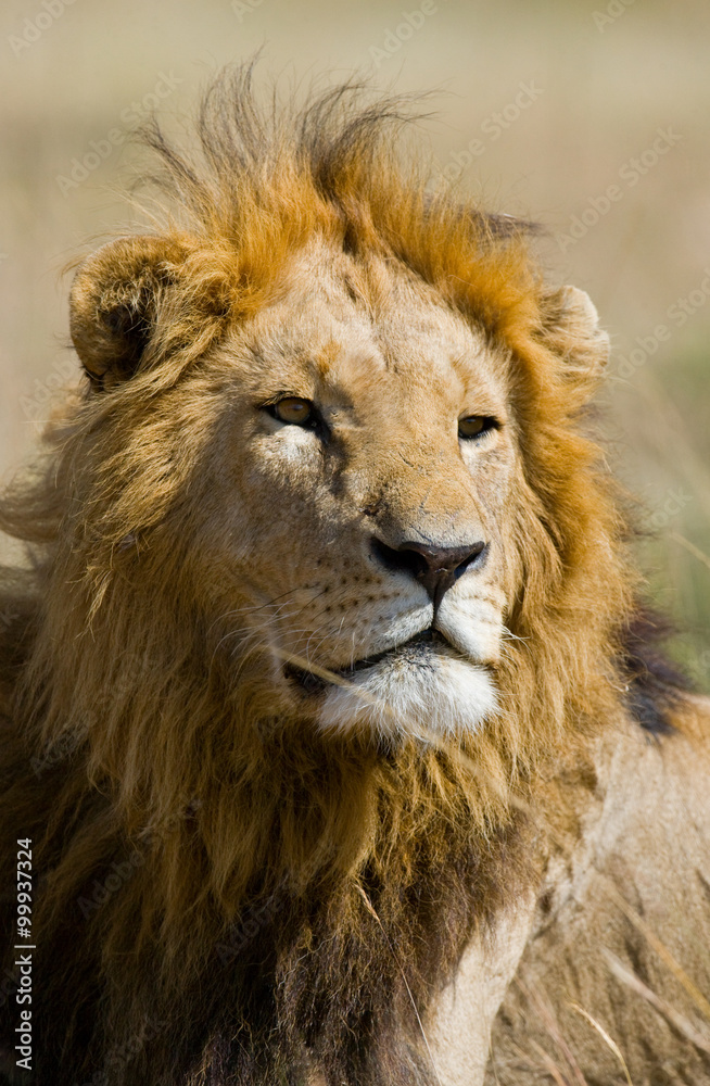 Portrait of a male lion. Kenya. Tanzania. Maasai Mara. Serengeti. An excellent illustration. Portrait of a male lion. Kenya. Tanzania. Maasai Mara. Serengeti. An excellent illustration.