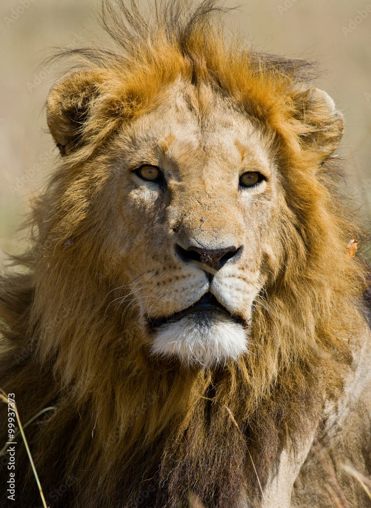 Portrait of a male lion. Kenya. Tanzania. Maasai Mara. Serengeti. An excellent illustration.