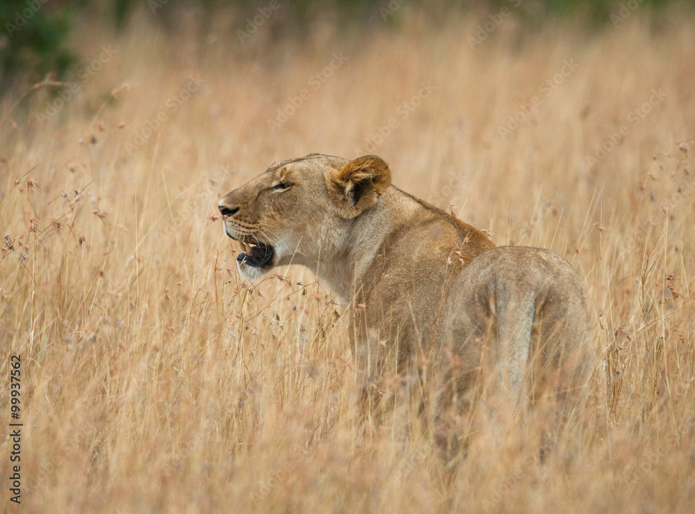 Lioness in the savannah. National Park. Kenya. Tanzania. Masai Mara. Serengeti. An excellent illustration. Lioness in the savannah. National Park. Kenya. Tanzania. Masai Mara. Serengeti. An excellent illustration.