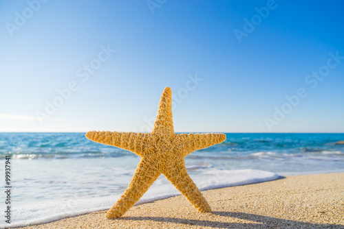 Starfish on the beach