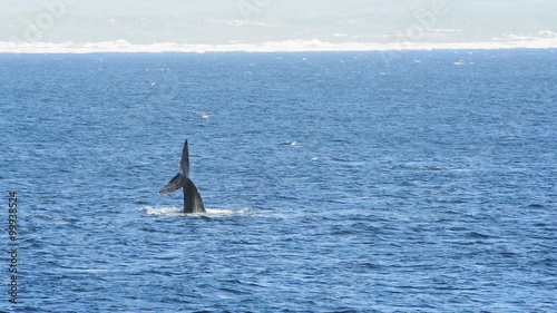 Southern Right Whale playing in the waters around Hermanus, South Africa tail slapping the water in high definition footage photo