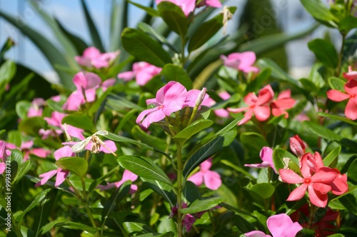 catharanthus roseus flower in garden