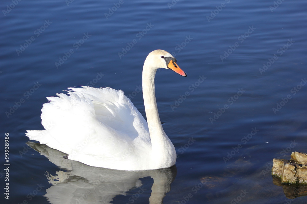 Ein wunderschöner Schwan (Höckerschwan) auf einem Fluss Ein wunderschöner Schwan (Höckerschwan) auf einem Fluss