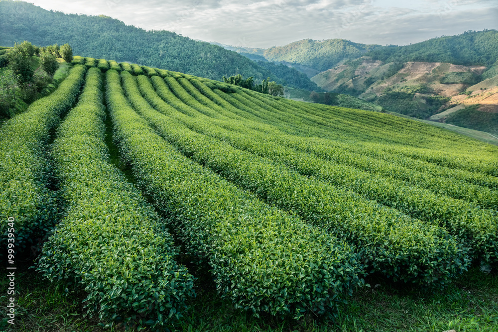tea plantation on hillside