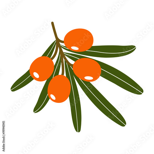 Branch of sea-buckthorn berries