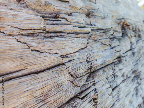 Closeup of wood texture, wood decay