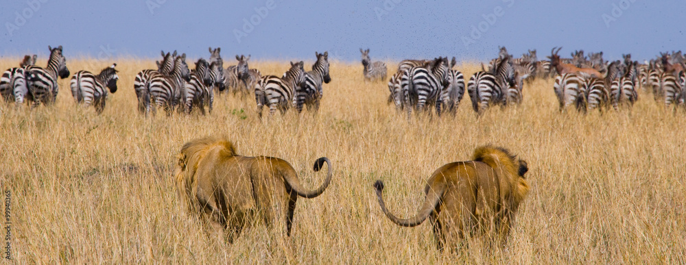 Naklejka premium Dwa duże samce lwów na polowaniu. Park Narodowy. Kenia. Tanzania. Masai Mara. Serengeti. Doskonała ilustracja.
