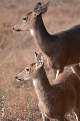 Pair of White Tailed Deer