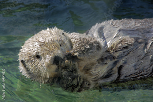 Seaotter floating on its back