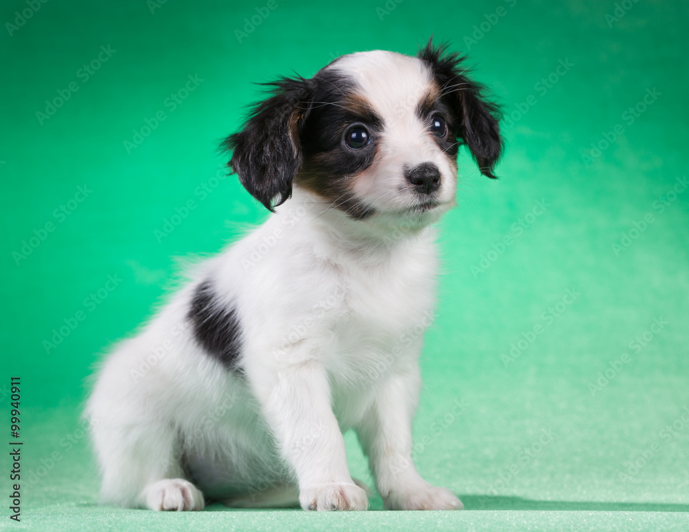 Papillon puppy on a green background Papillon puppy on a green background