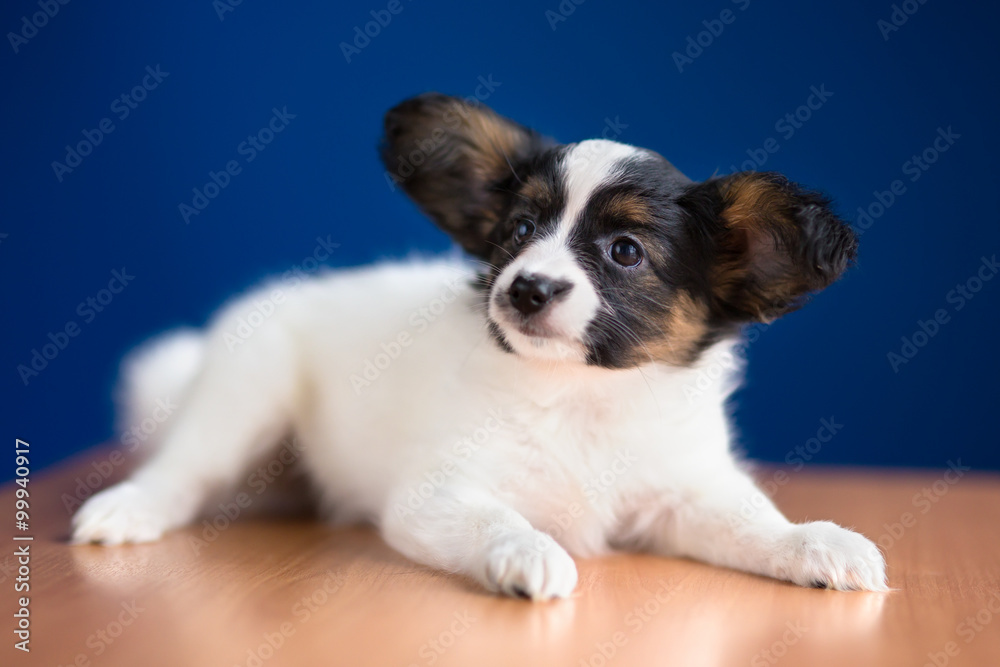 Papillon Puppy on a blue background