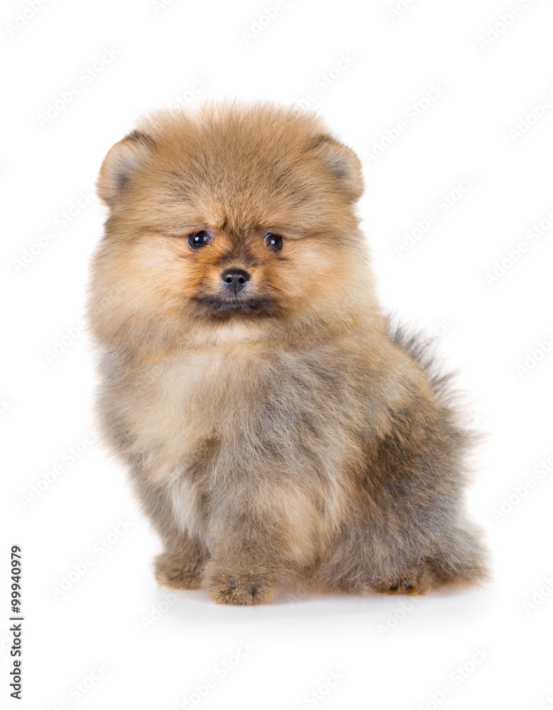 Pomeranian puppy isolated on a white background