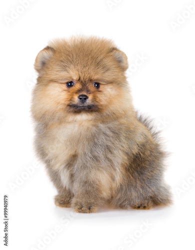 Pomeranian puppy isolated on a white background © Sergey Lavrentev