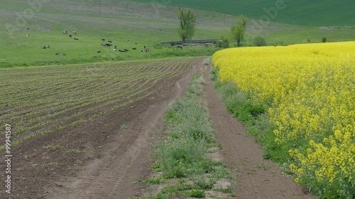 A field of blooming canola. photo