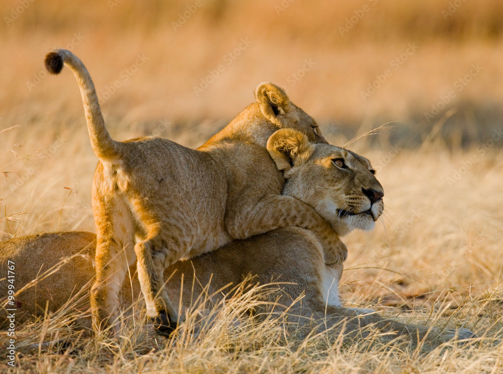 Naklejka premium Lioness with cubs in the savannah. National Park. Kenya. Tanzania. Masai Mara. Serengeti. An excellent illustration.