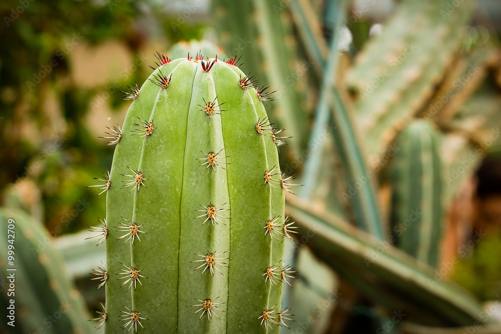 cactus close up