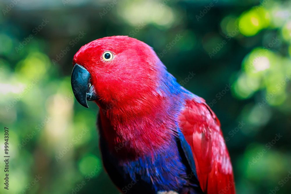 Closeup of a female eclectus parrot (Eclectus roratus)