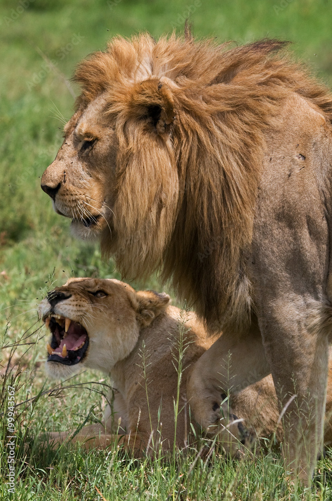 Meeting the lion and lioness in the savannah. National Park. Kenya. Tanzania. Masai Mara. Serengeti. An excellent illustration. Meeting the lion and lioness in the savannah. National Park. Kenya. Tanzania. Masai Mara. Serengeti. An excellent illustration.